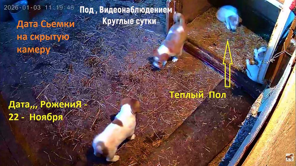 Щенки  /Төбета  / Средне Азитаская Обчарка /  САО