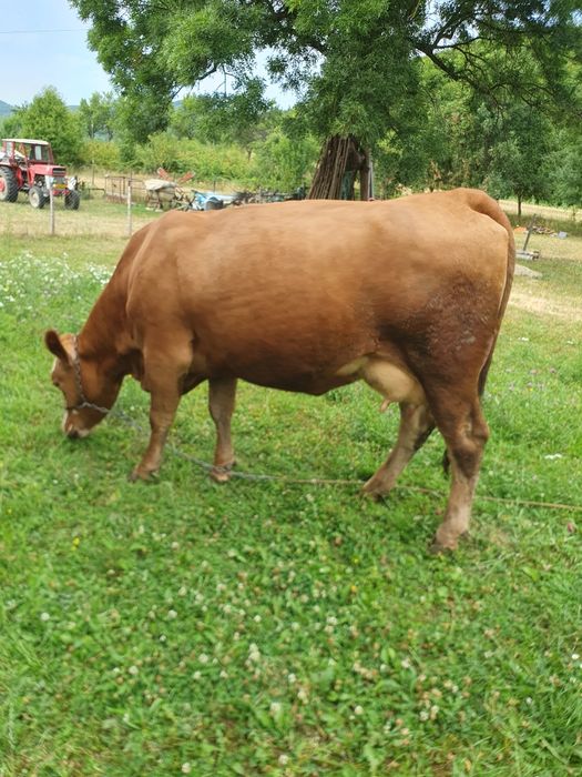 Vaca cu vitea de vanzare