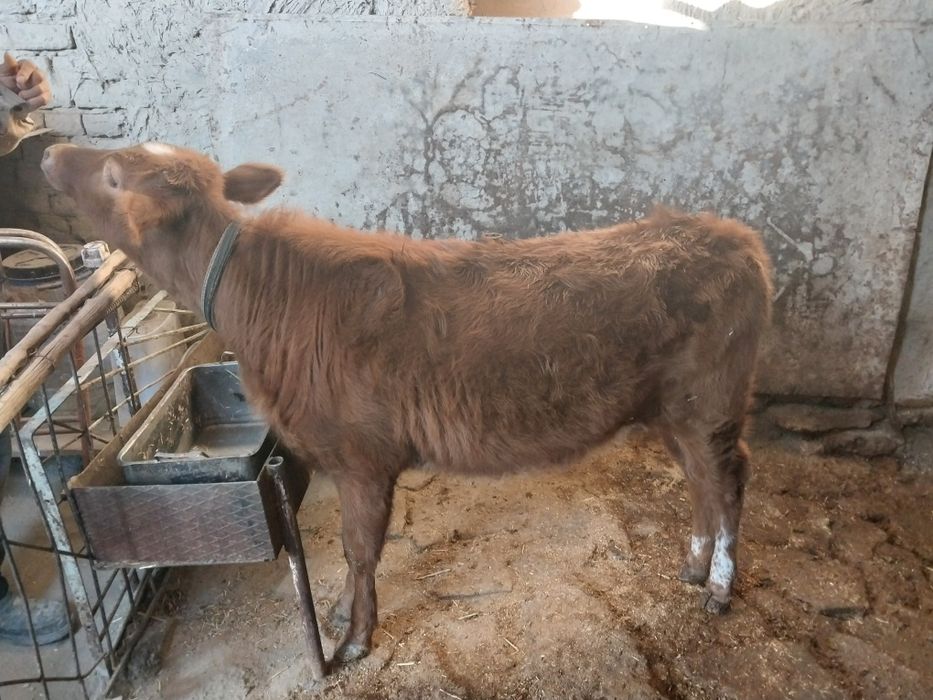 Гуножин сотилади сог'лом