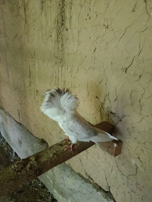 Якобины продам чисто. Кровные