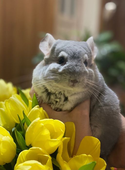 Chinchilla blue diamant