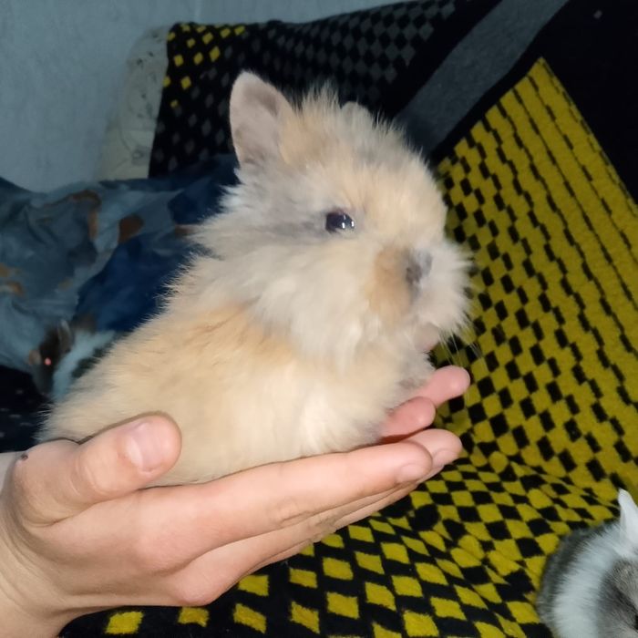 Продажа карликовых крольчат