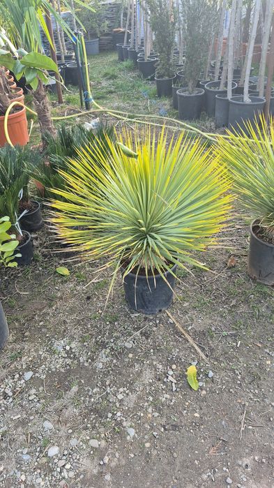 Palmieri  tranhicarpus  cycas