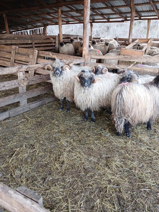 Berbeci Disponibili!!