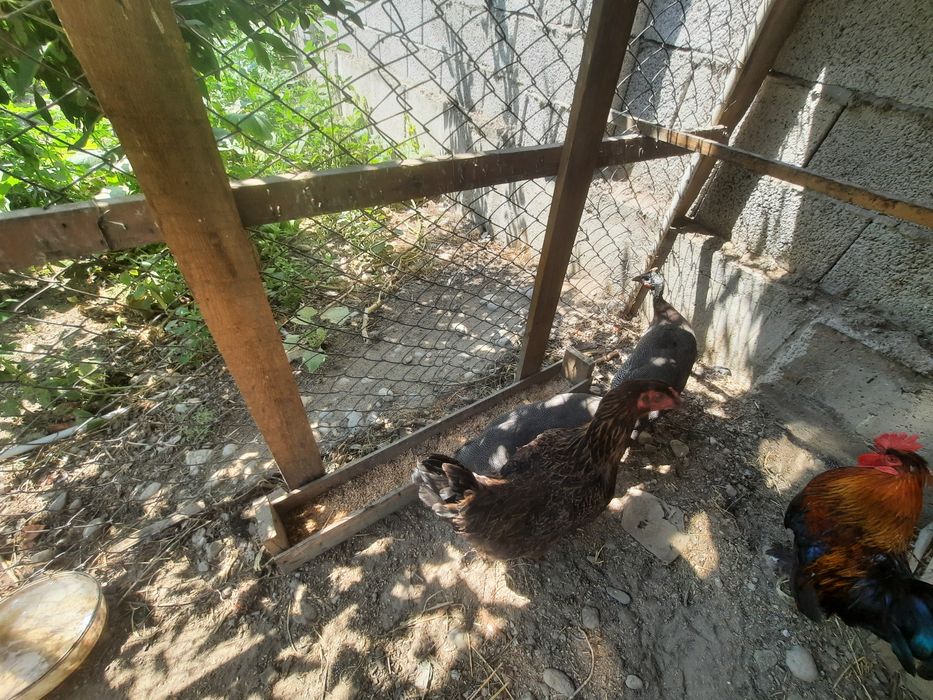 Цыплята и куры голуби