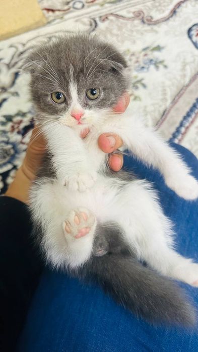 Скоттиш фолд Шотландская вислоухая кошка