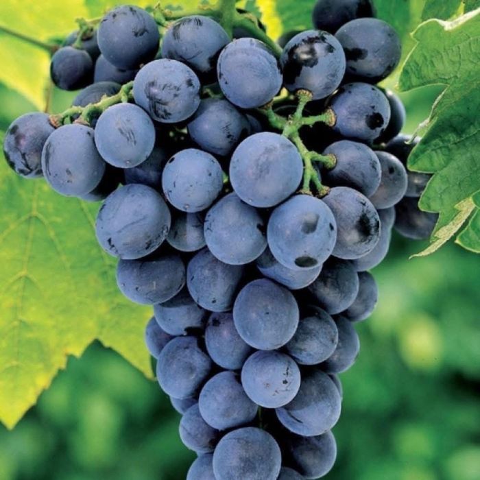 Vand struguri de vin
