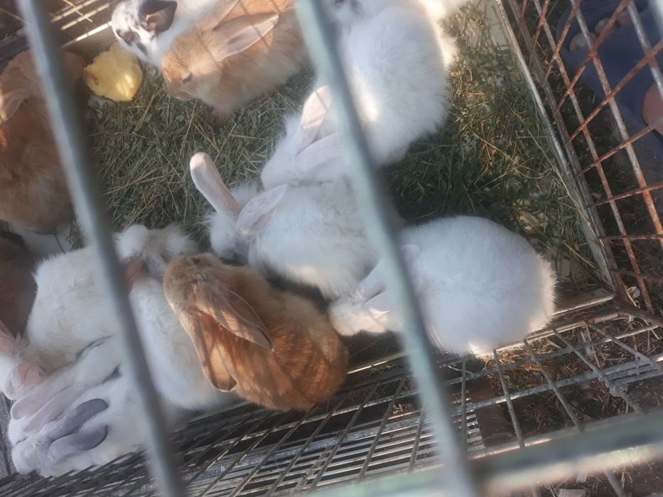 Iepurasi mici si mari