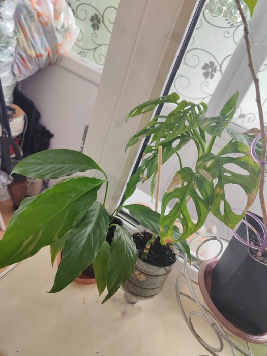 Продам цветы. РАСПРОДАЖА