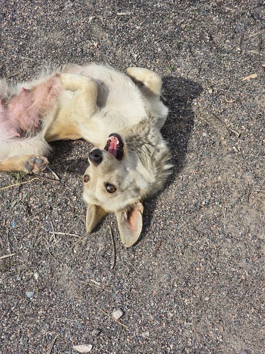 Передам в заботливые руки!