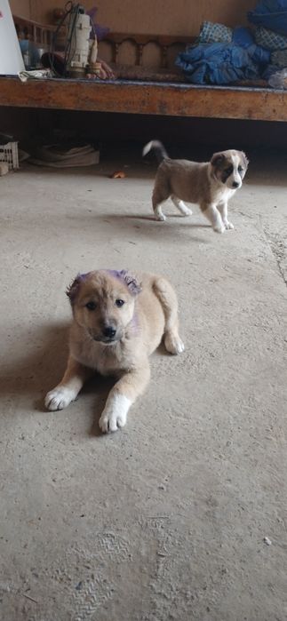 Алабай чупон ит болалари сотилади