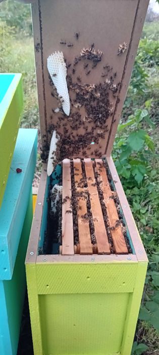 Нуклеуси от фибран