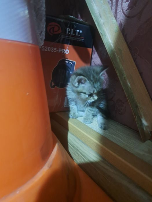 Отдам бесплатно 2 котят мальчики срочно!!!