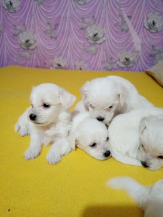 Чистокръвни мини малтийски болонки