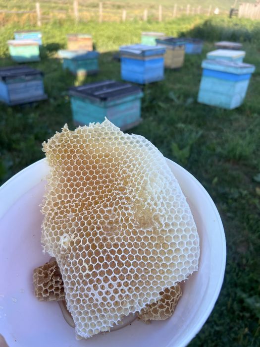 Продам Катонский мёд