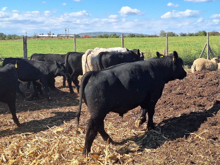 Vând angus cu pedigree si belgieni!