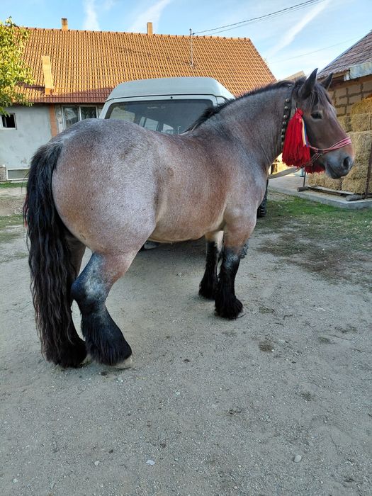 Vand manza de 4 ani