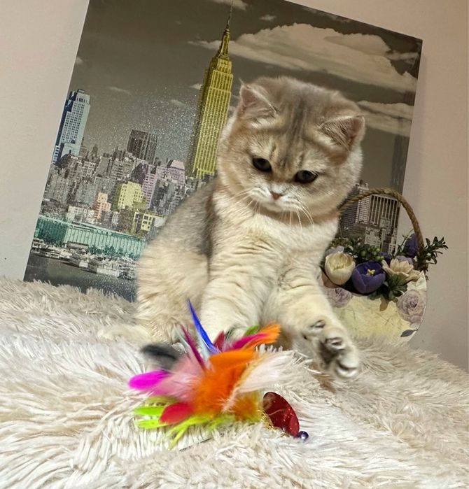 Fetita British Shorthair Golden Blue cu pedigree