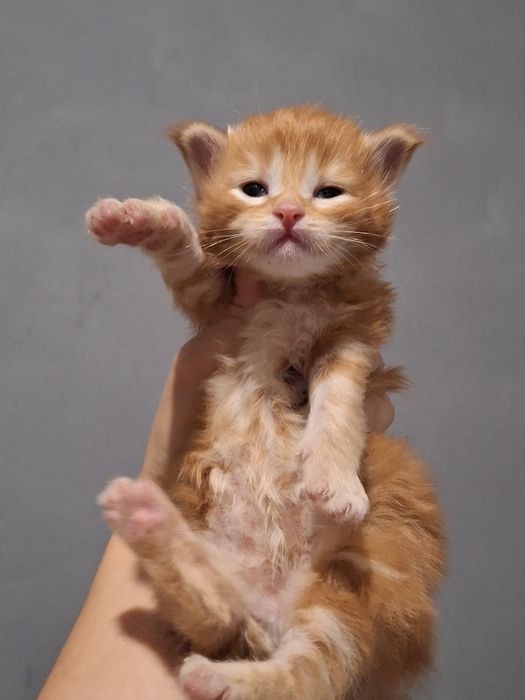 Котята мейн-кун из питомника