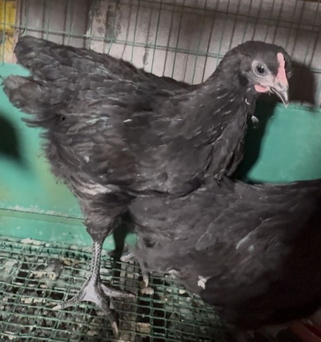 Черный австролорп цыплята