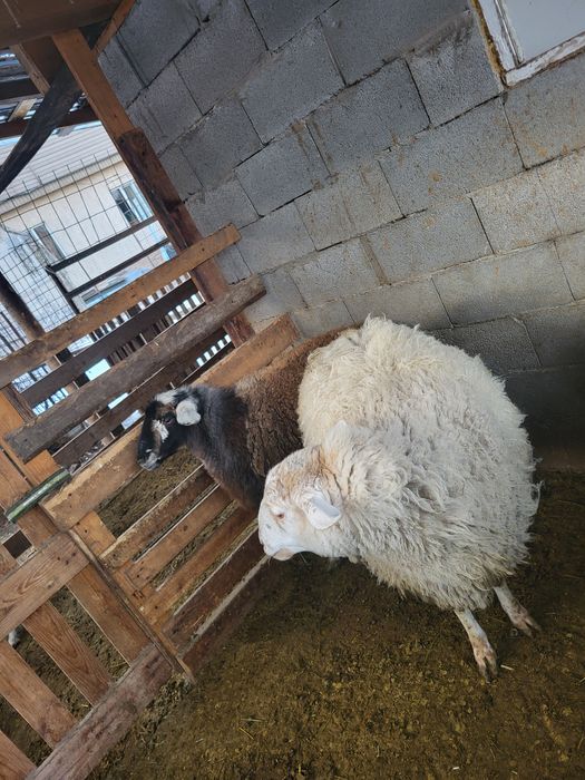 Бараны на откорме.