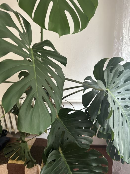 Продам Монстеру большую.