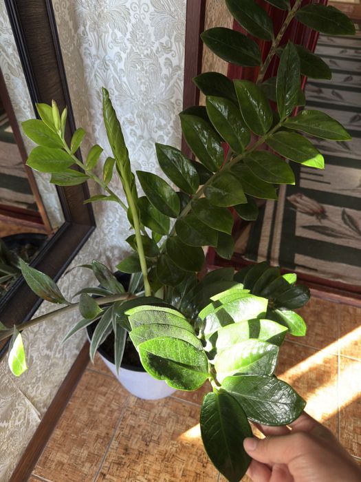 Замиакулькас (Долларовое дерево)