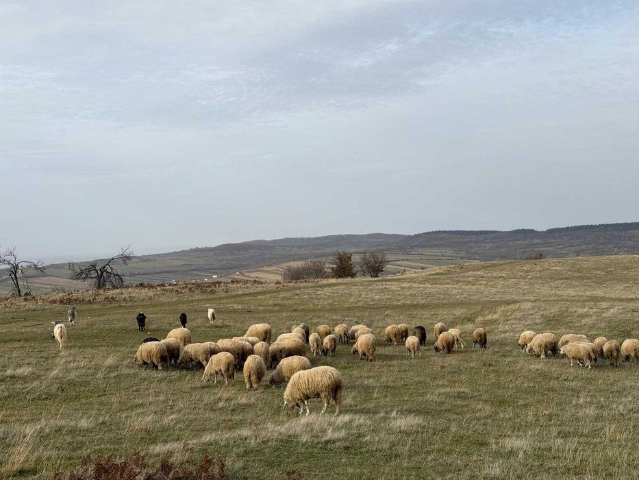 Oi frumoase de ținut