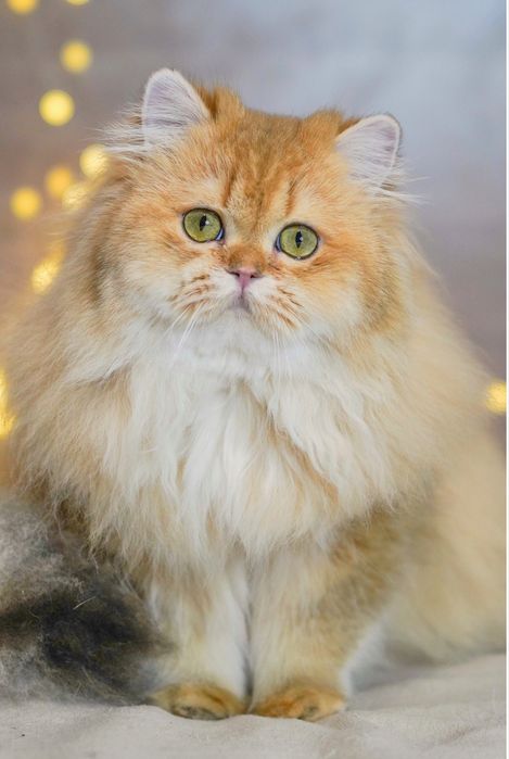 Британская золотая шиншилла