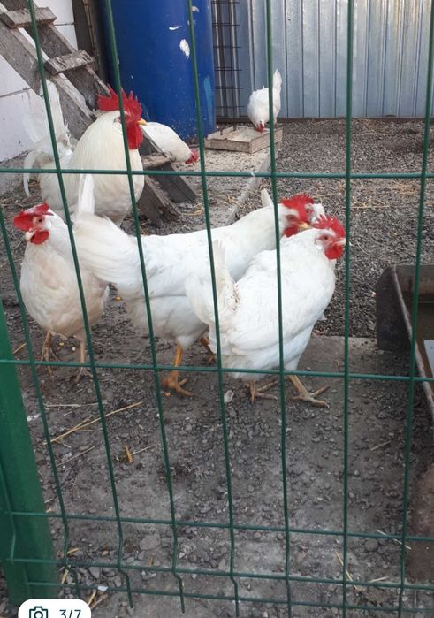 Vând familie Leghorn pura