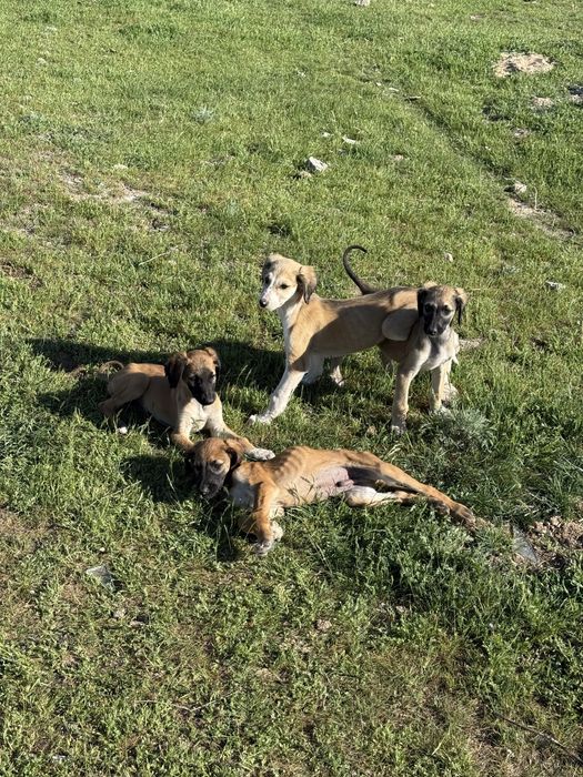 Тазы күшіктер сатылады