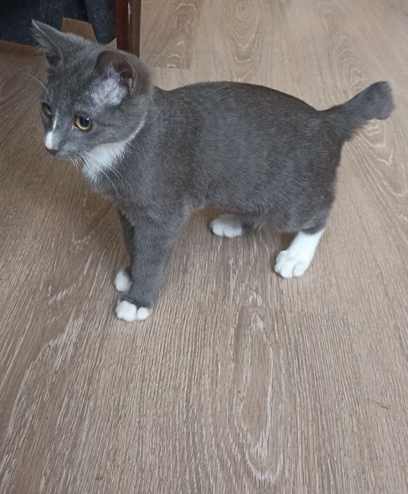 Котенок,мальчик,3 мес.в добрые руки
