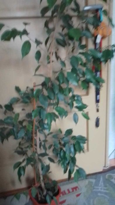 Дифенбахия - Дифенбахия