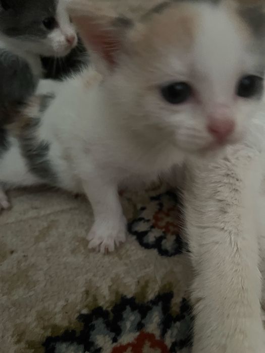 Отдам котят в добрые руки