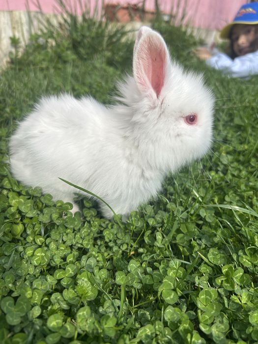 Iepurasi cap de leu pitic