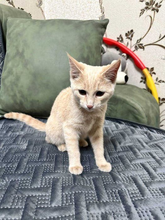 Отдам котят даром