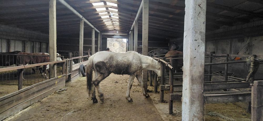 Жеребец 3 года объезжен чисто белый