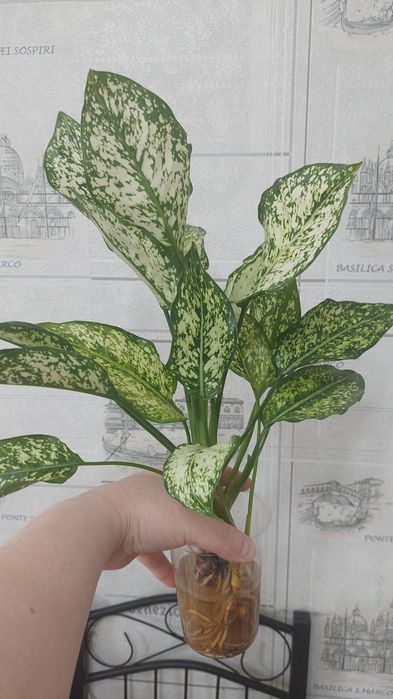 Продам цветы домашние Актобе