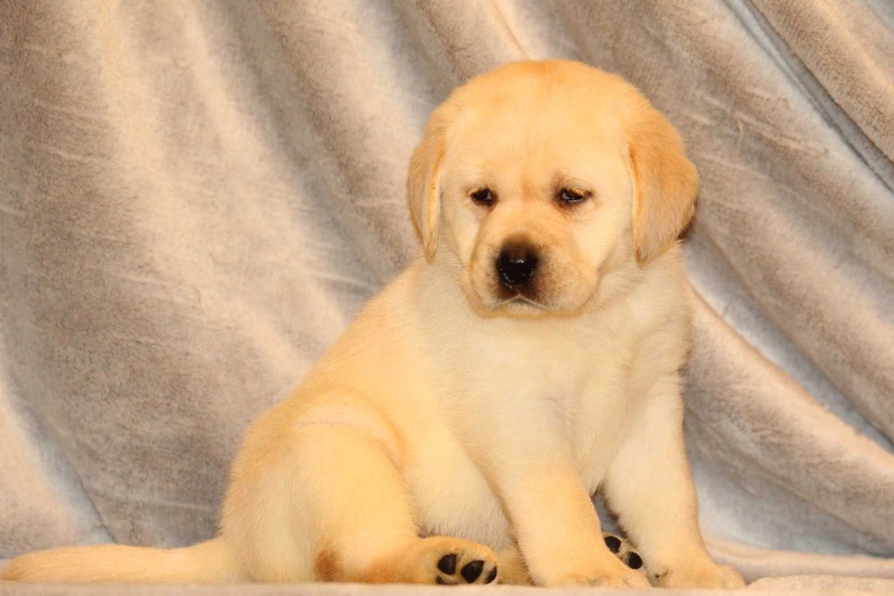 pui labrador calitate deosebita