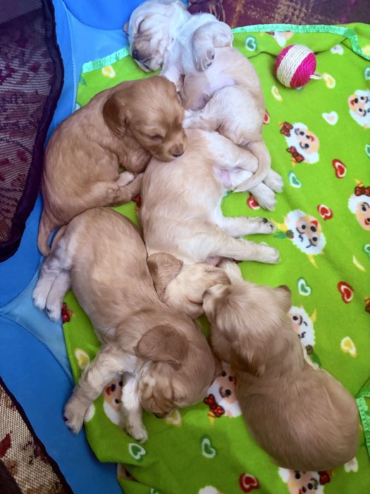 Щенки английского кокер-спаниеля