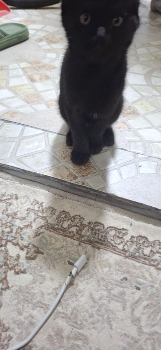 Мушукча яхши кулларга бепул берилади