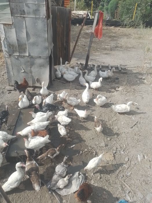 Продам уток Башкирия