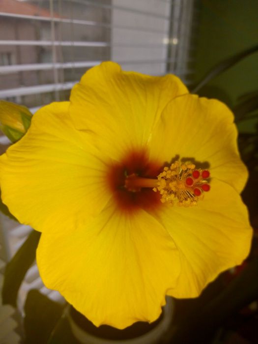 Традесканция,кротон,драцена фраганс,кливия,сенсевиера,красула,хибискус