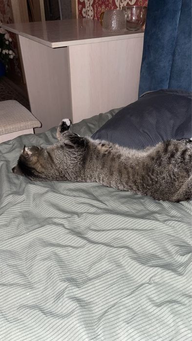 Кошкаа астанаааа бесплатнооо