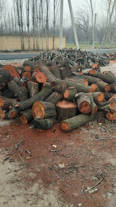 Утин Урик тайор бор