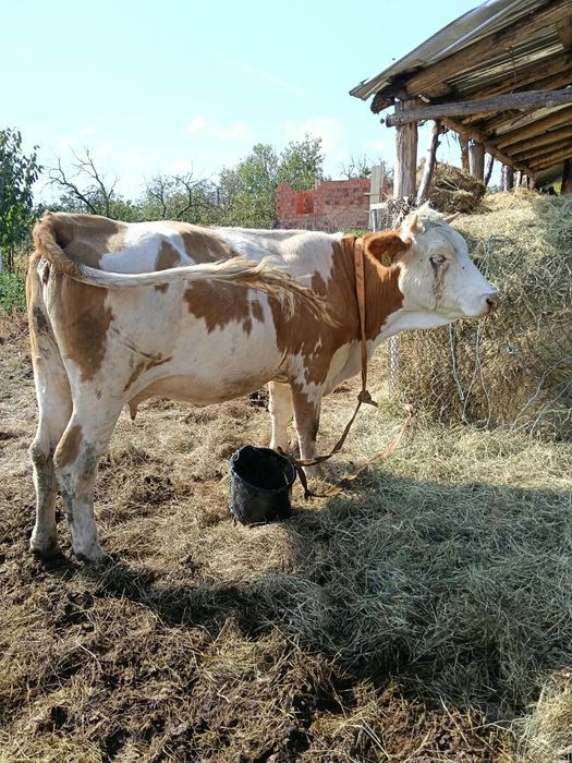 Vând vacă la prima fătare vacă cuminte