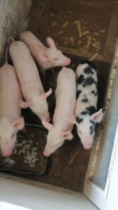 Продам месячных поросят