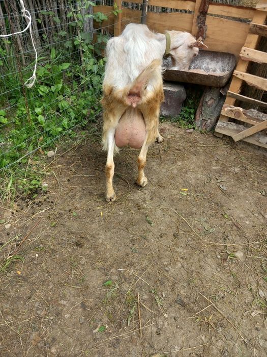 Vand  sau schimb 8  capre sannen și alpina franceză