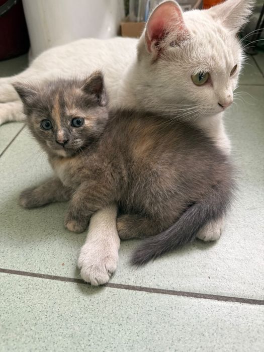 Продам котенка вислоухая