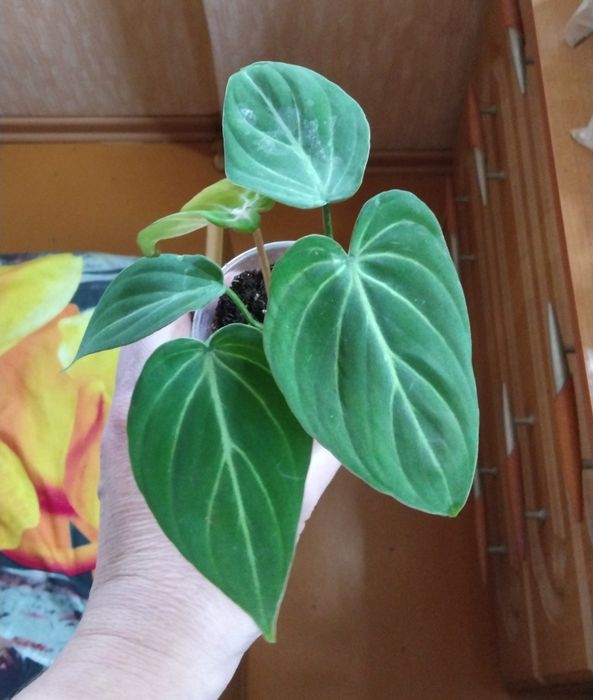 Комнатные цветы продажа